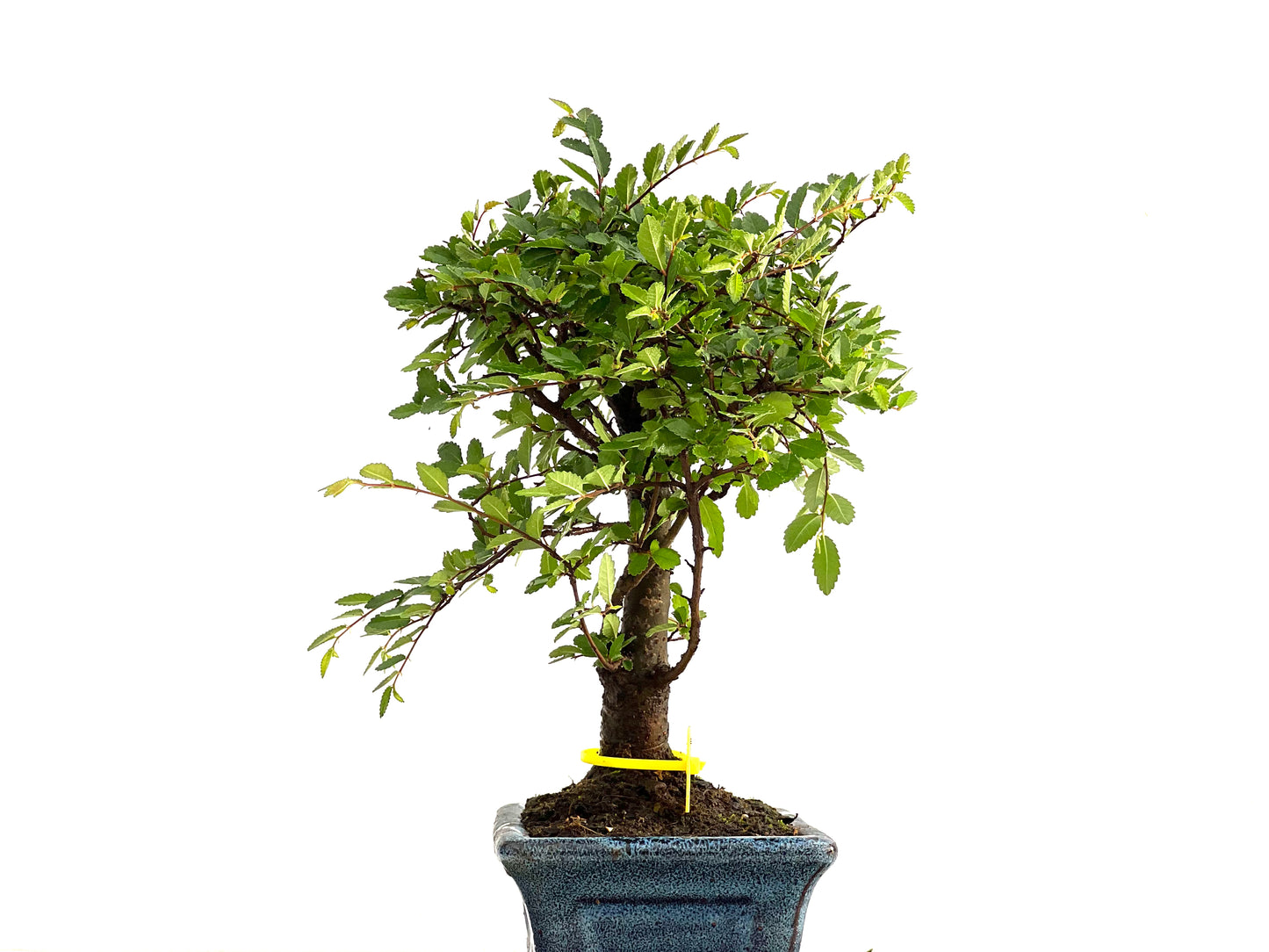 Ulmus Parvifolia 2766