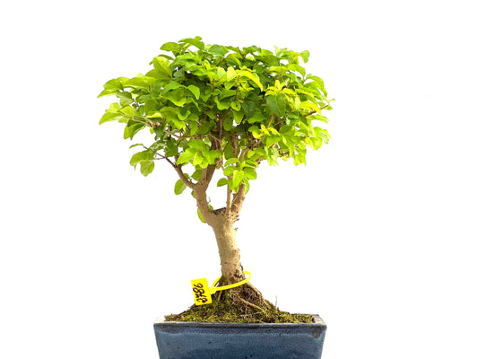 Ligustrum Sinensis 2786
