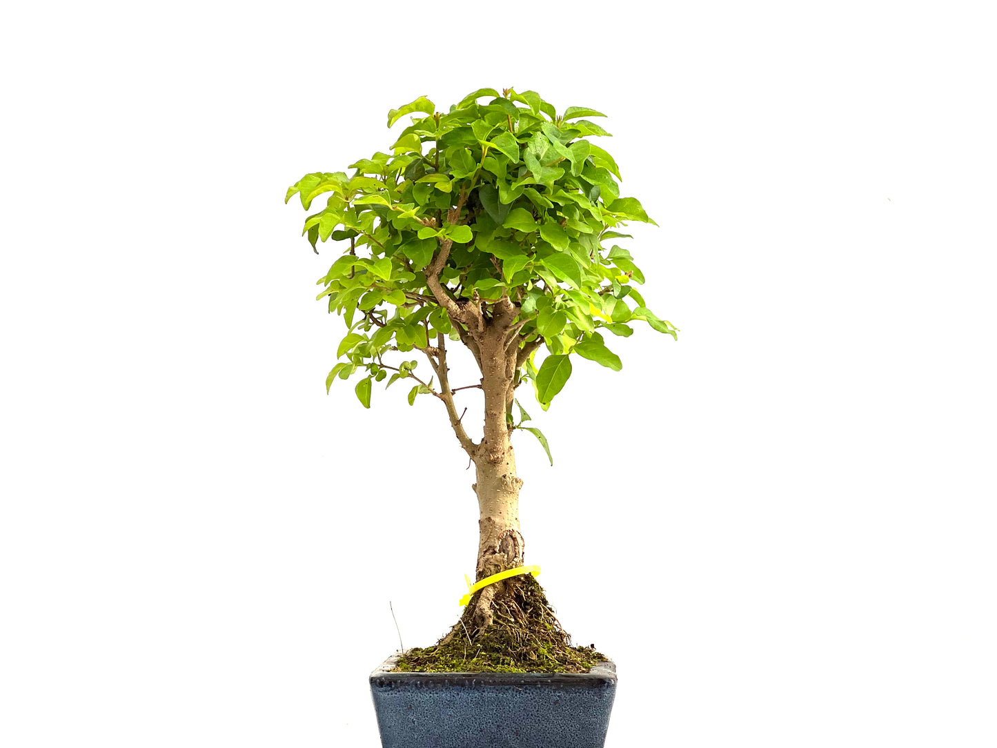 Ligustrum Sinensis 2786