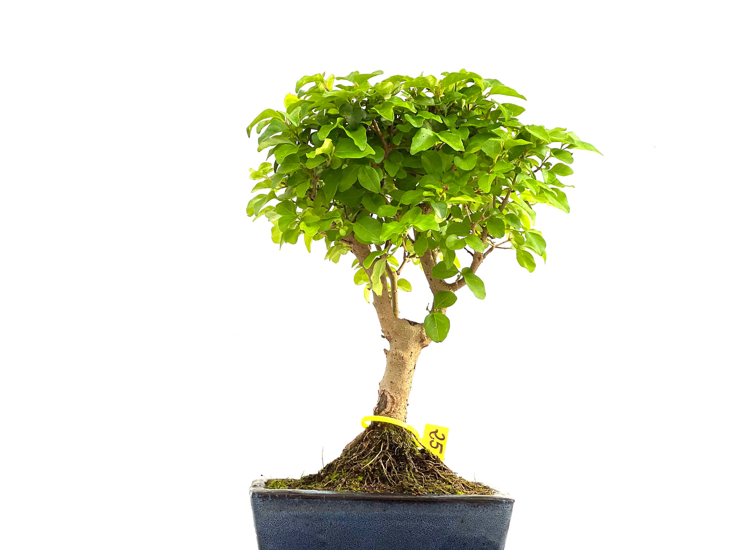 Ligustrum Sinensis 2786