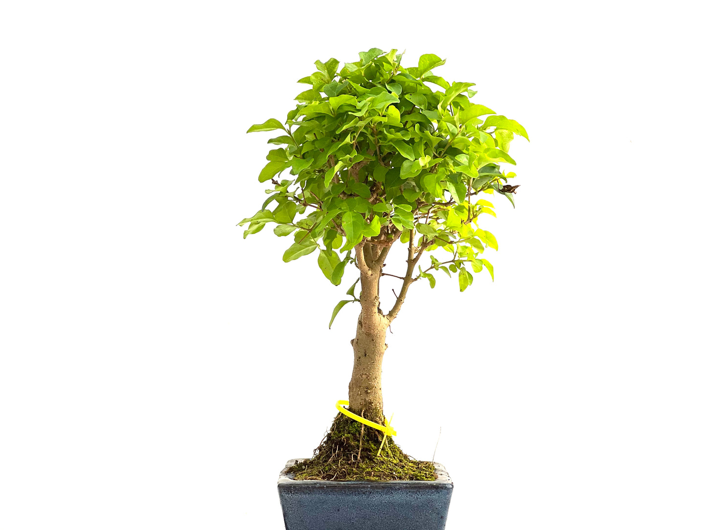 Ligustrum Sinensis 2786