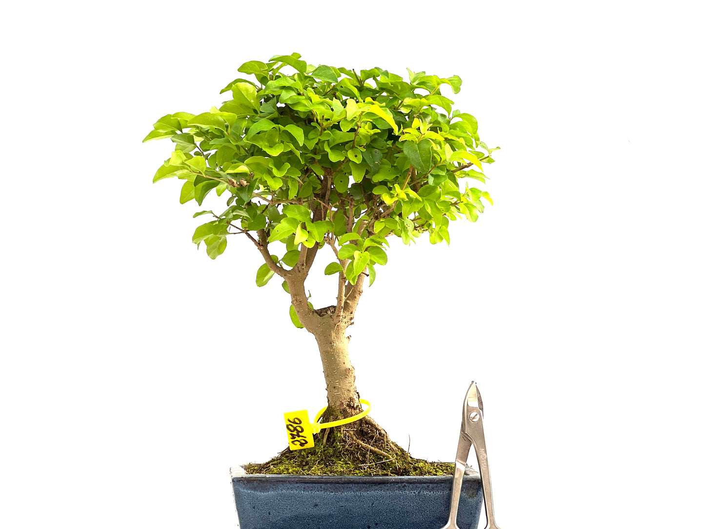 Ligustrum Sinensis 2786