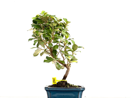 Eleagnus Pungens 2765