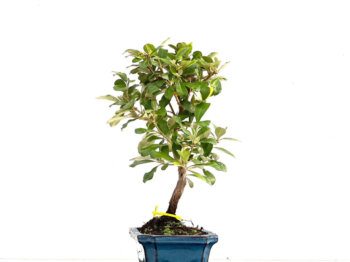 Eleagnus Pungens 2765