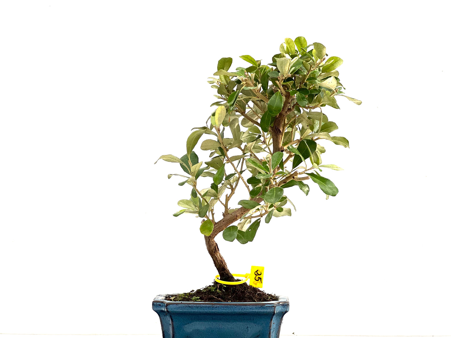 Eleagnus Pungens 2765