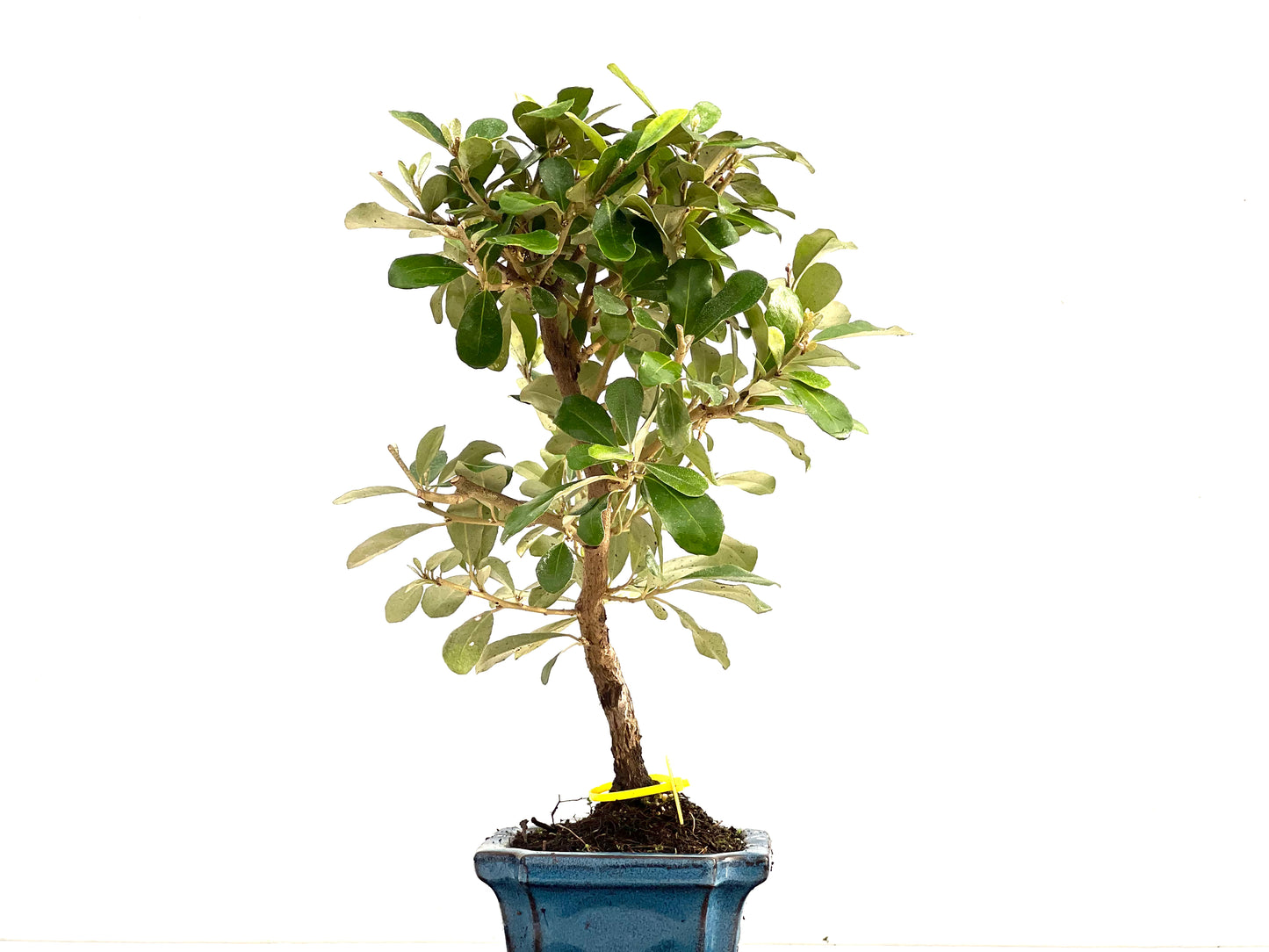 Eleagnus Pungens 2765