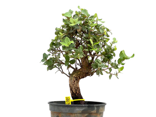 Quercus Suber 2785