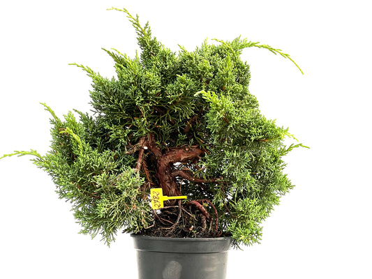 Juniperus Chinensis Kyshu 2782
