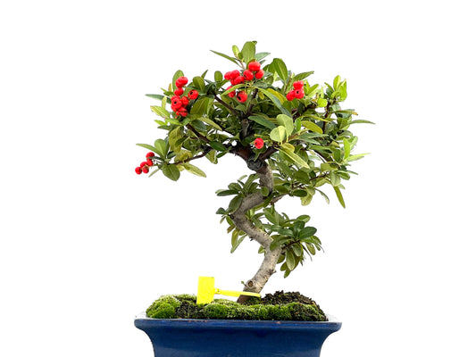 Pyracantha 1727