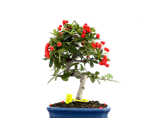 Pyracantha 1722