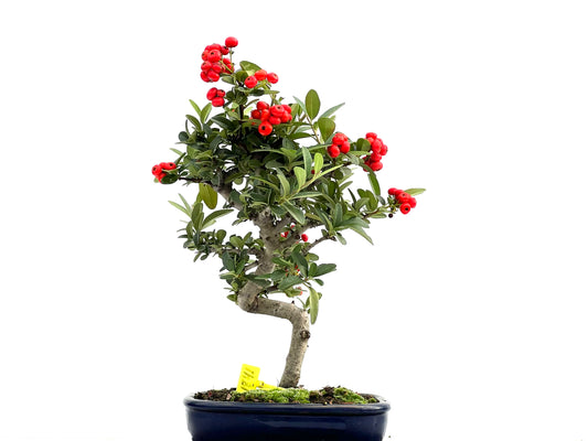 Pyracantha 1841