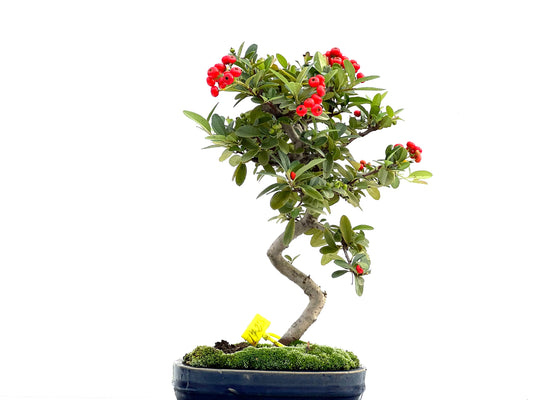 Pyracantha 1723