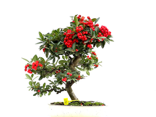 Pyracantha 1965