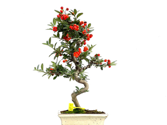 Pyracantha 1844
