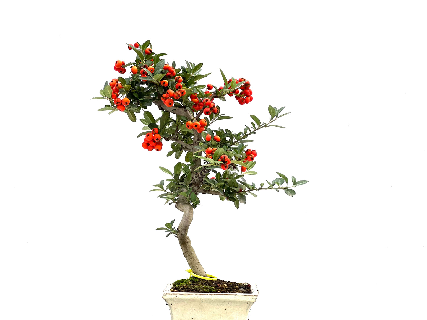 Pyracantha 1844