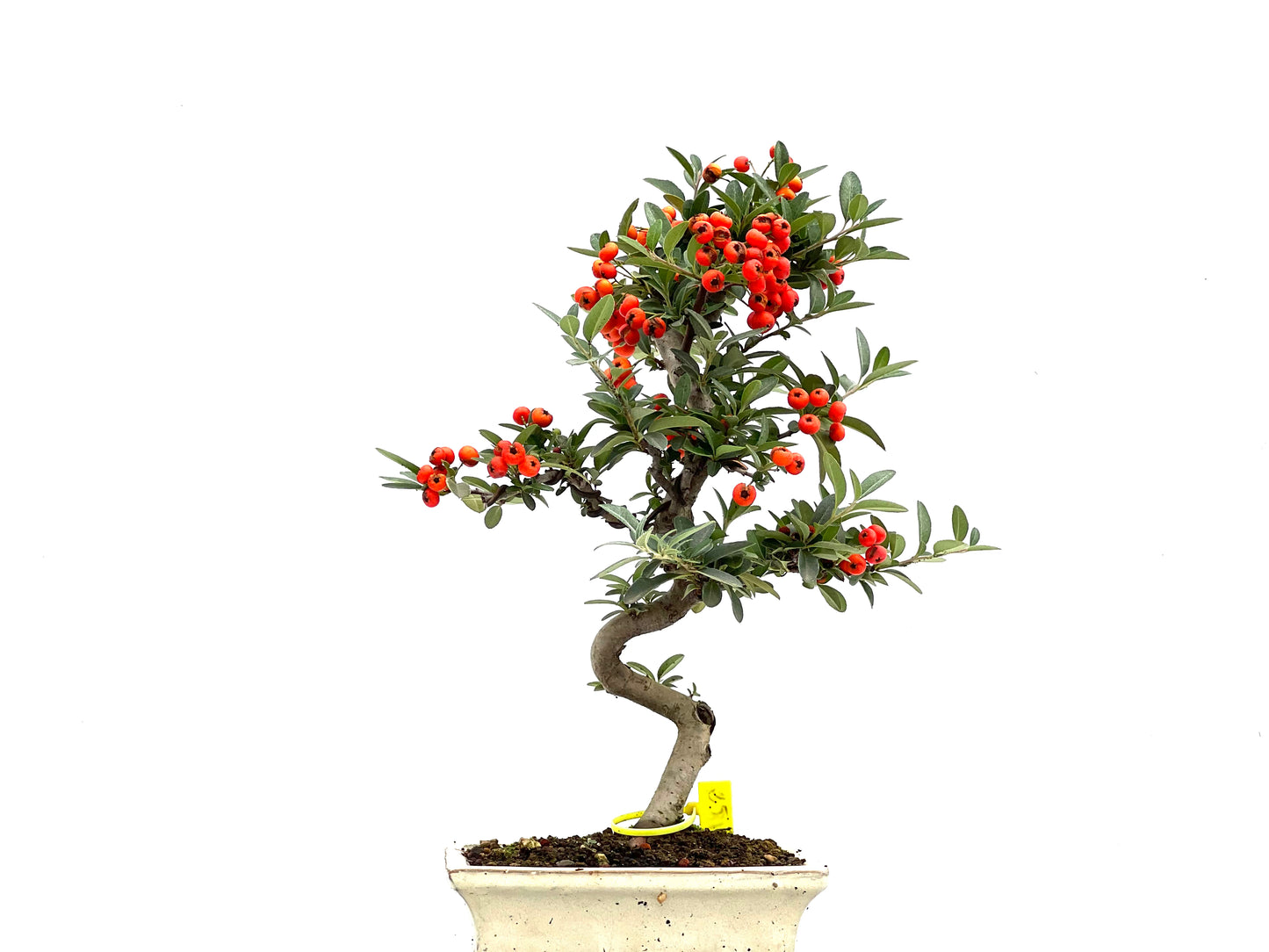 Pyracantha 1844
