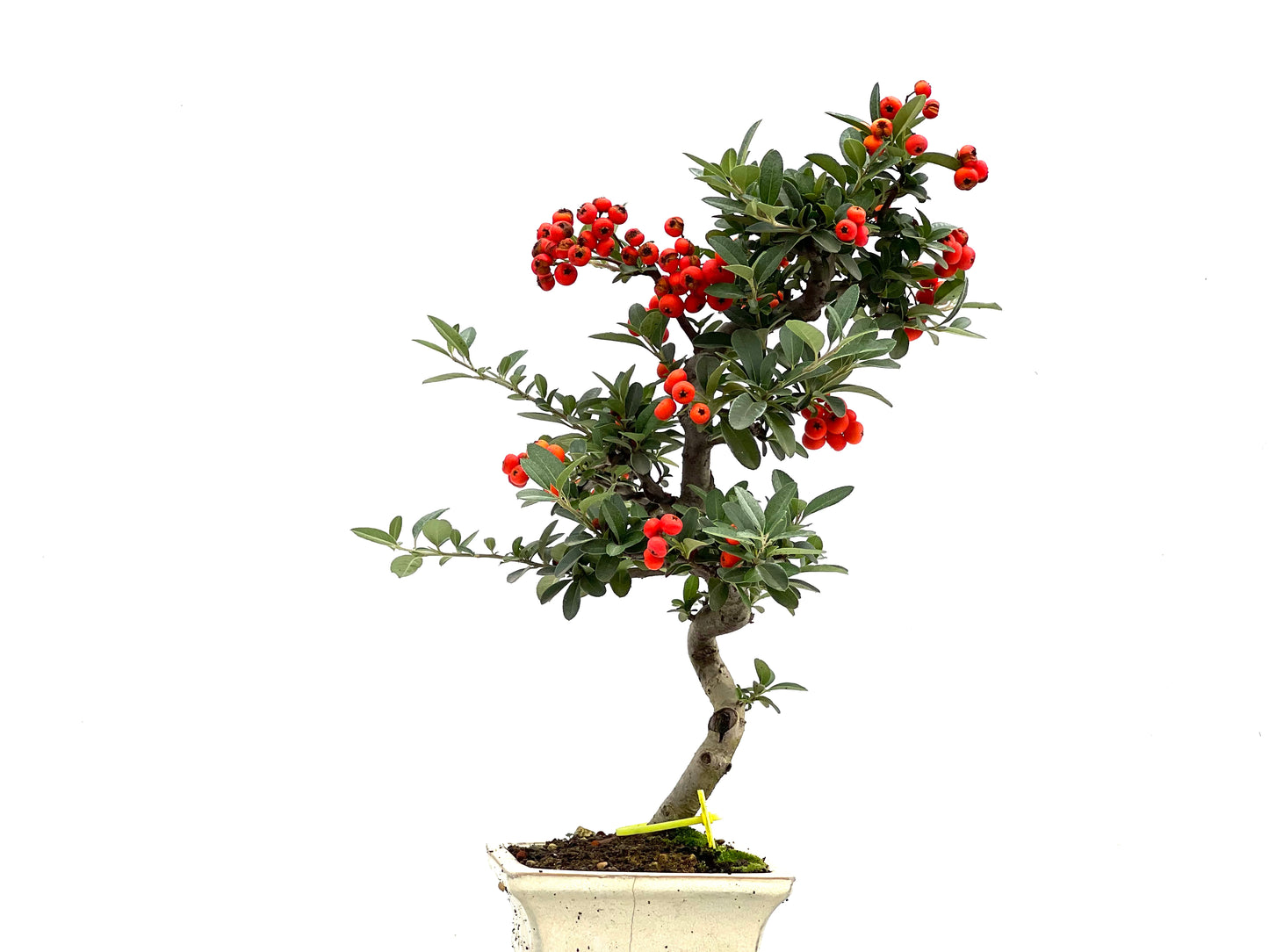 Pyracantha 1844