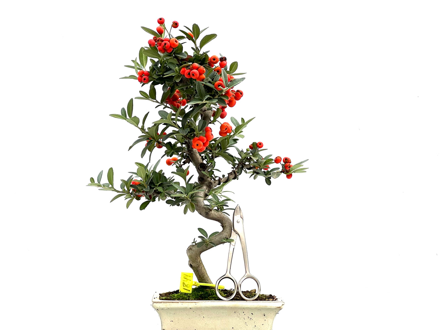 Pyracantha 1844