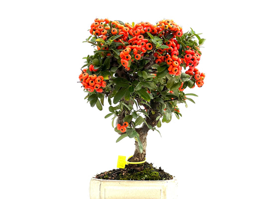 Pyracantha 1637