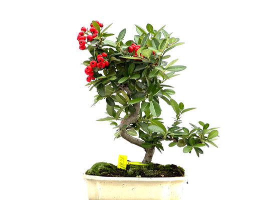 Pyracantha 1826