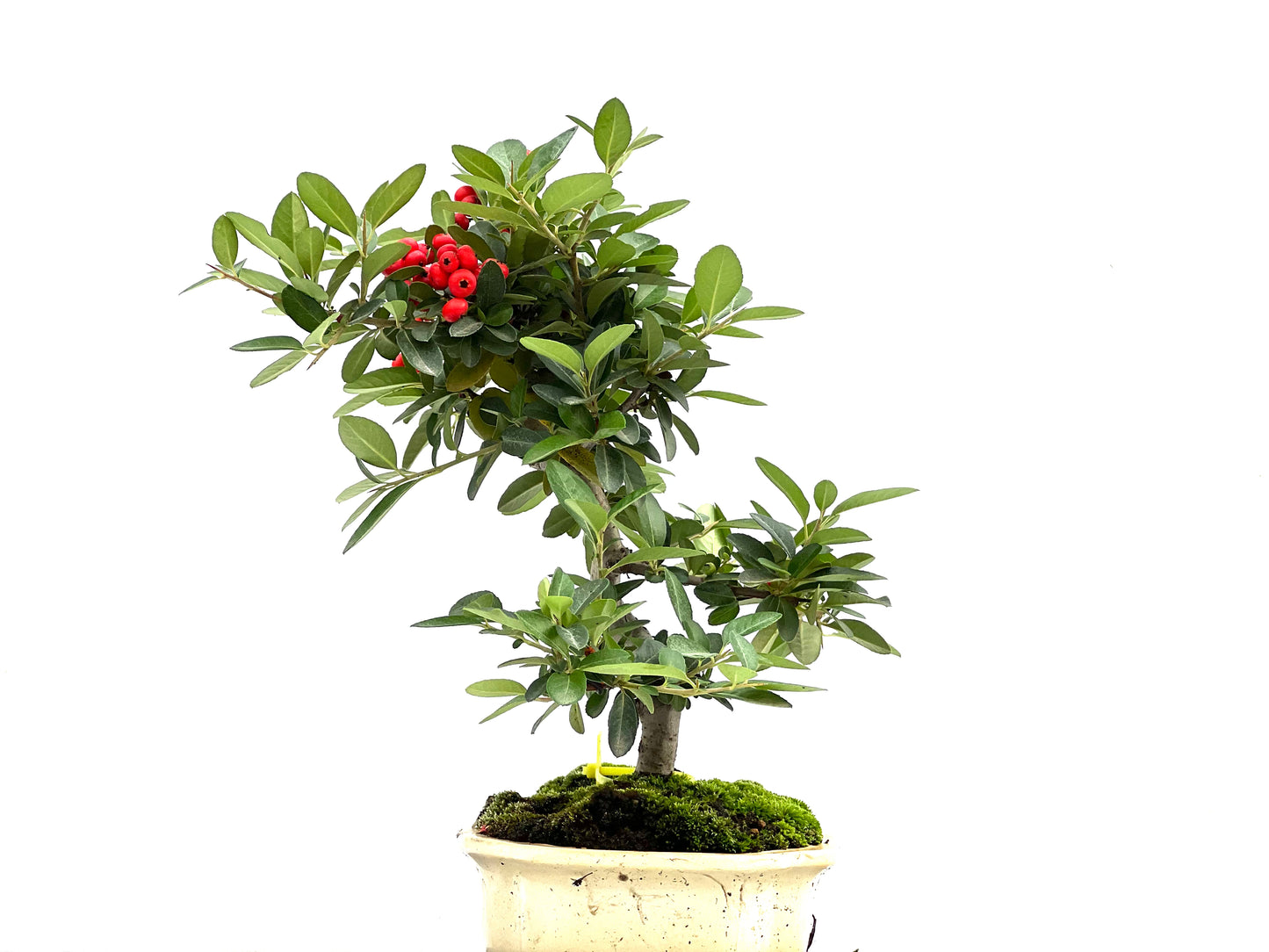 Pyracantha 1826