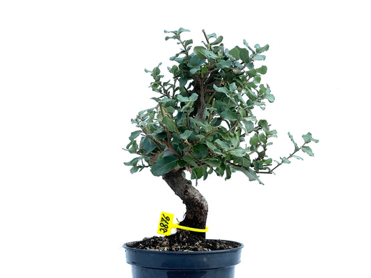 Quercus Suber 2876