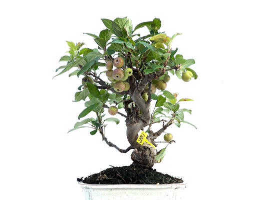 Malus Everest 2883