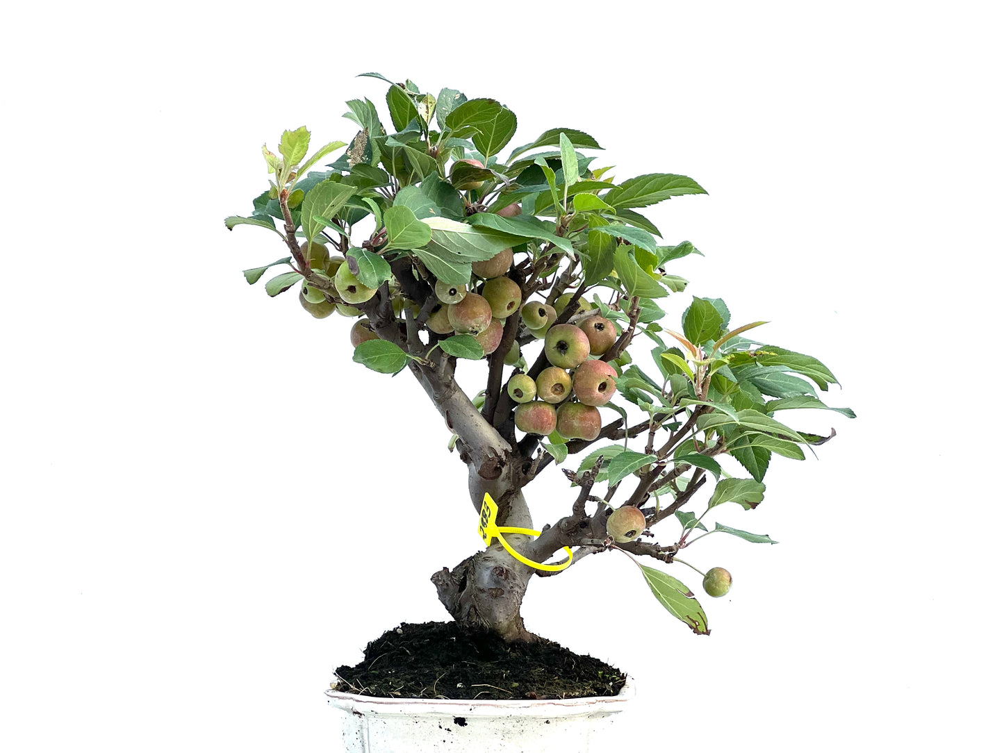 Malus Everest 2883