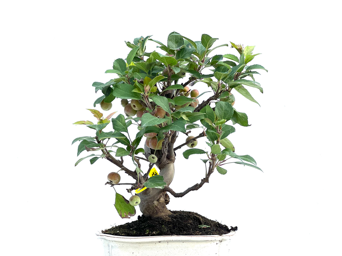 Malus Everest 2883
