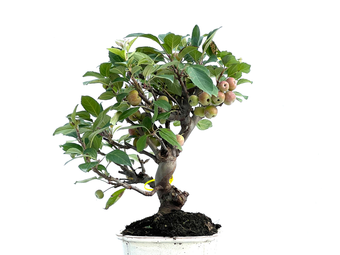 Malus Everest 2883