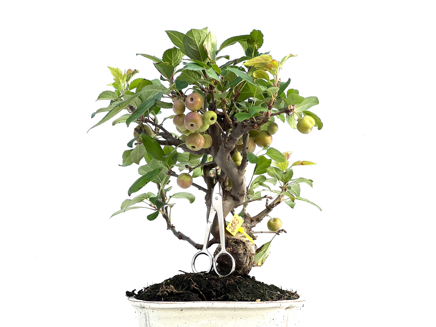 Malus Everest 2883