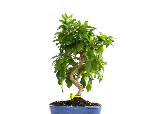 Durantha Repens 2882
