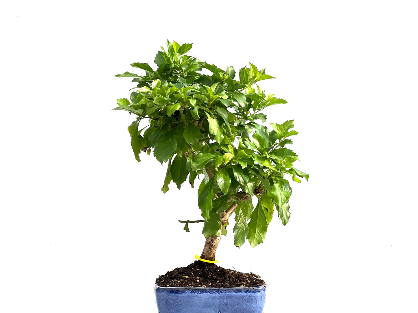 Durantha Repens 2882