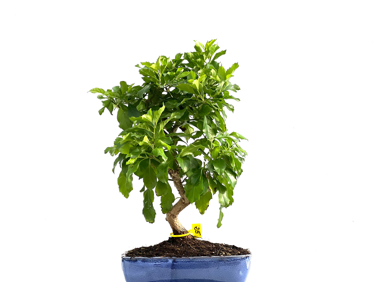 Durantha Repens 2882