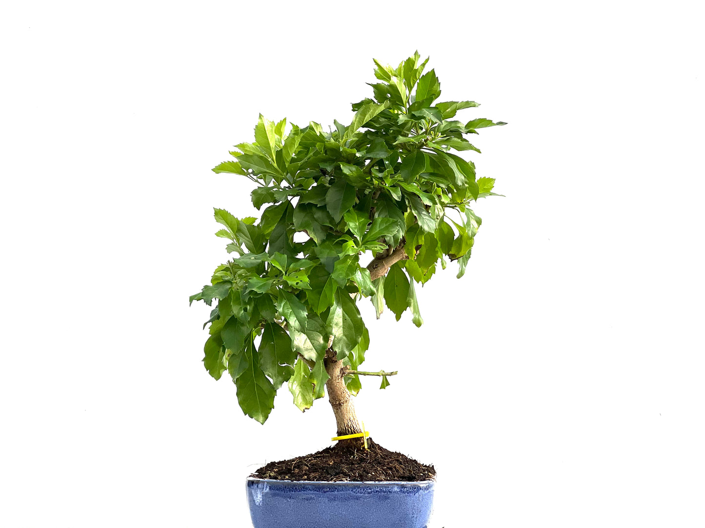 Durantha Repens 2882