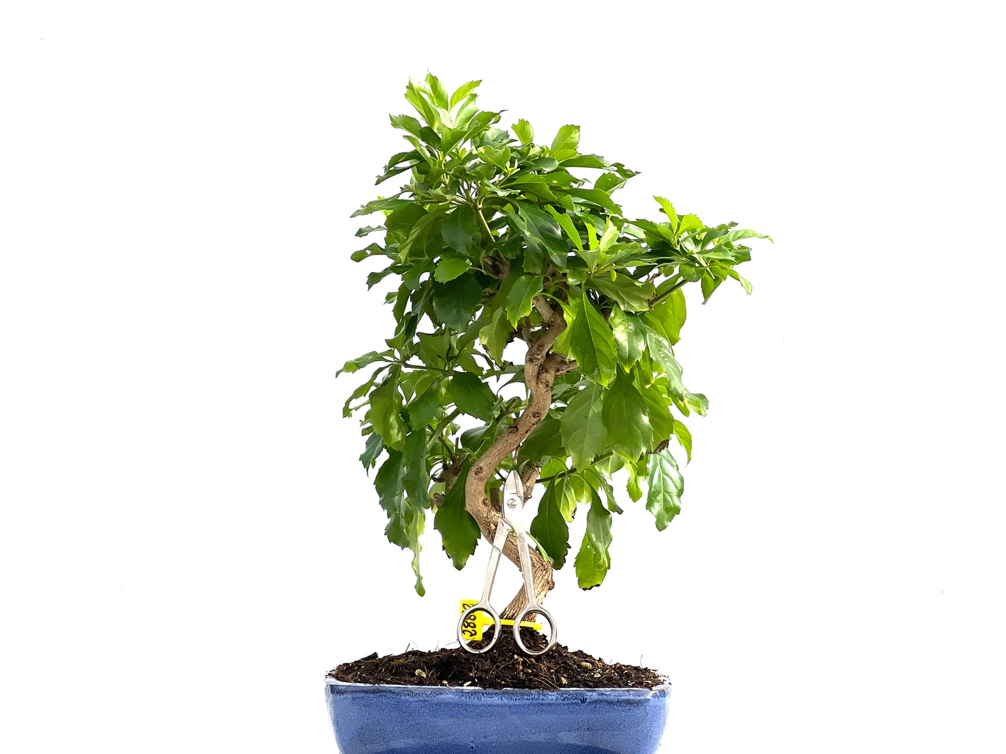 Durantha Repens 2882