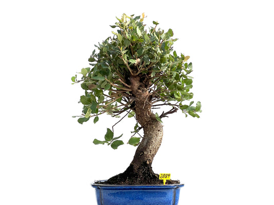 Quercus Suber 2889