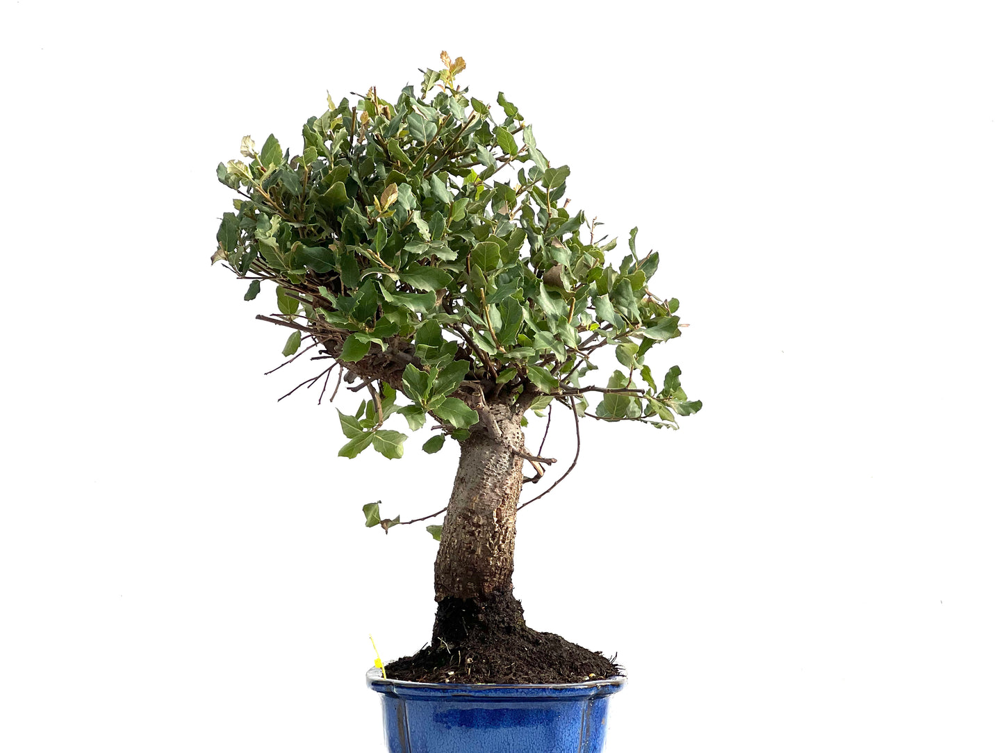 Quercus Suber 2889