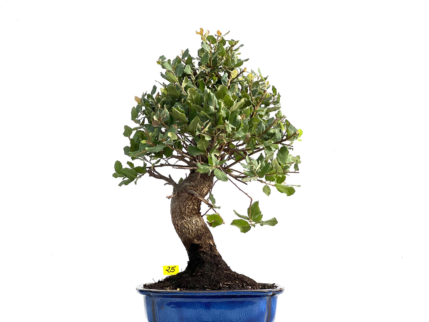 Quercus Suber 2889