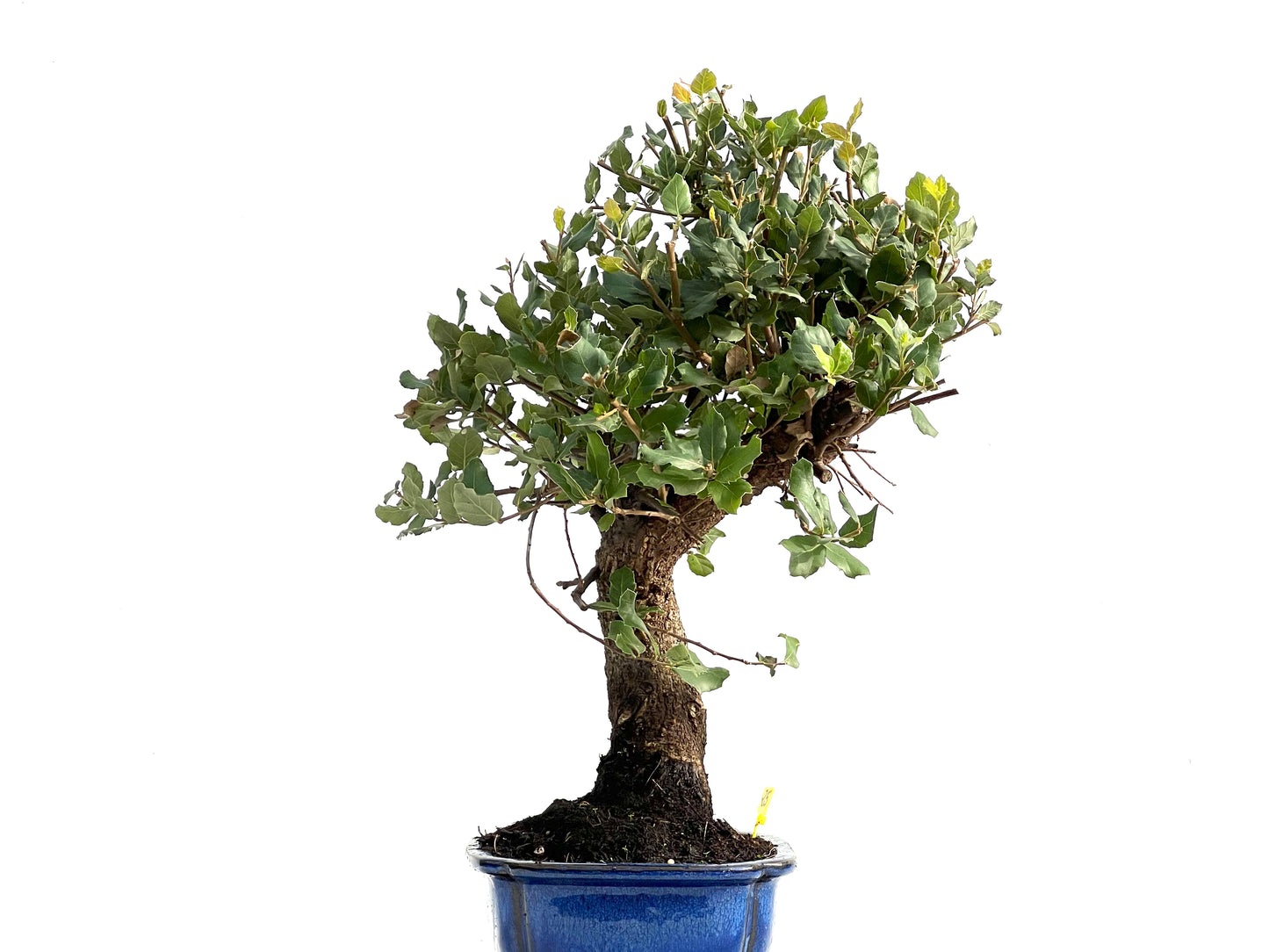 Quercus Suber 2889