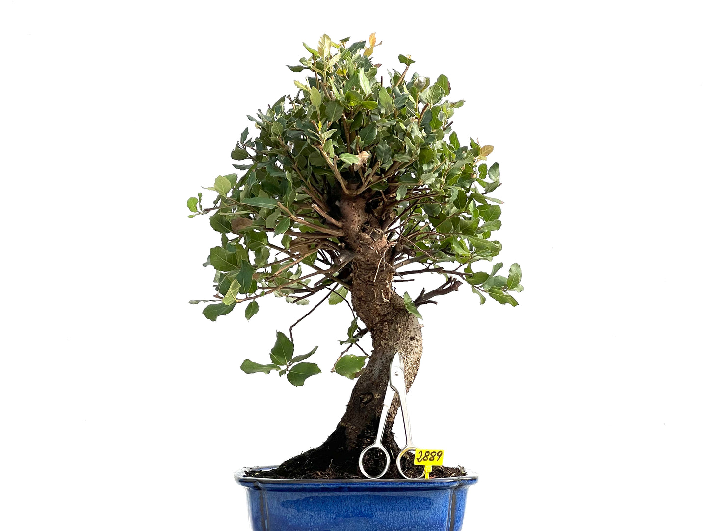 Quercus Suber 2889
