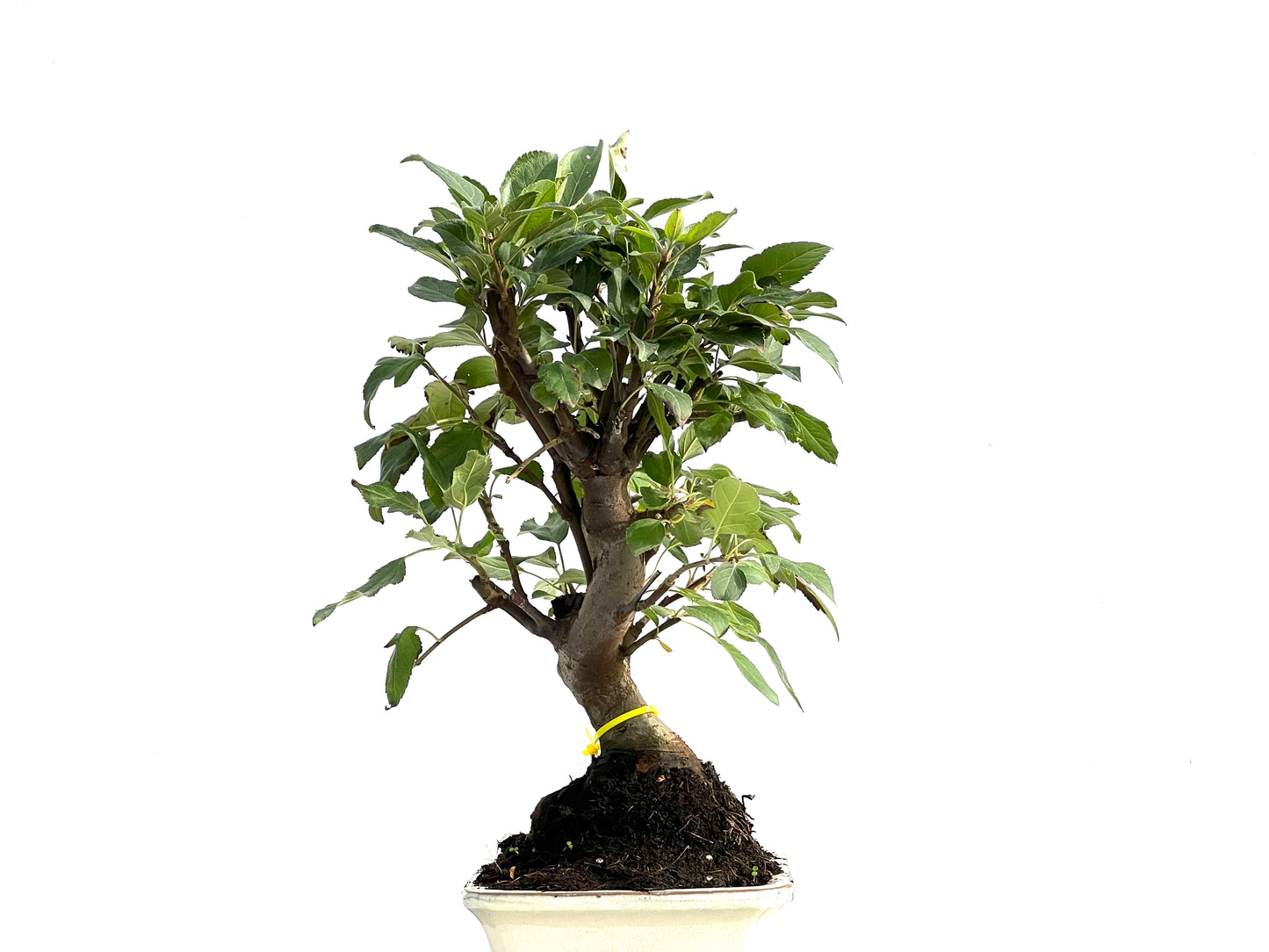 Malus Everest 2885