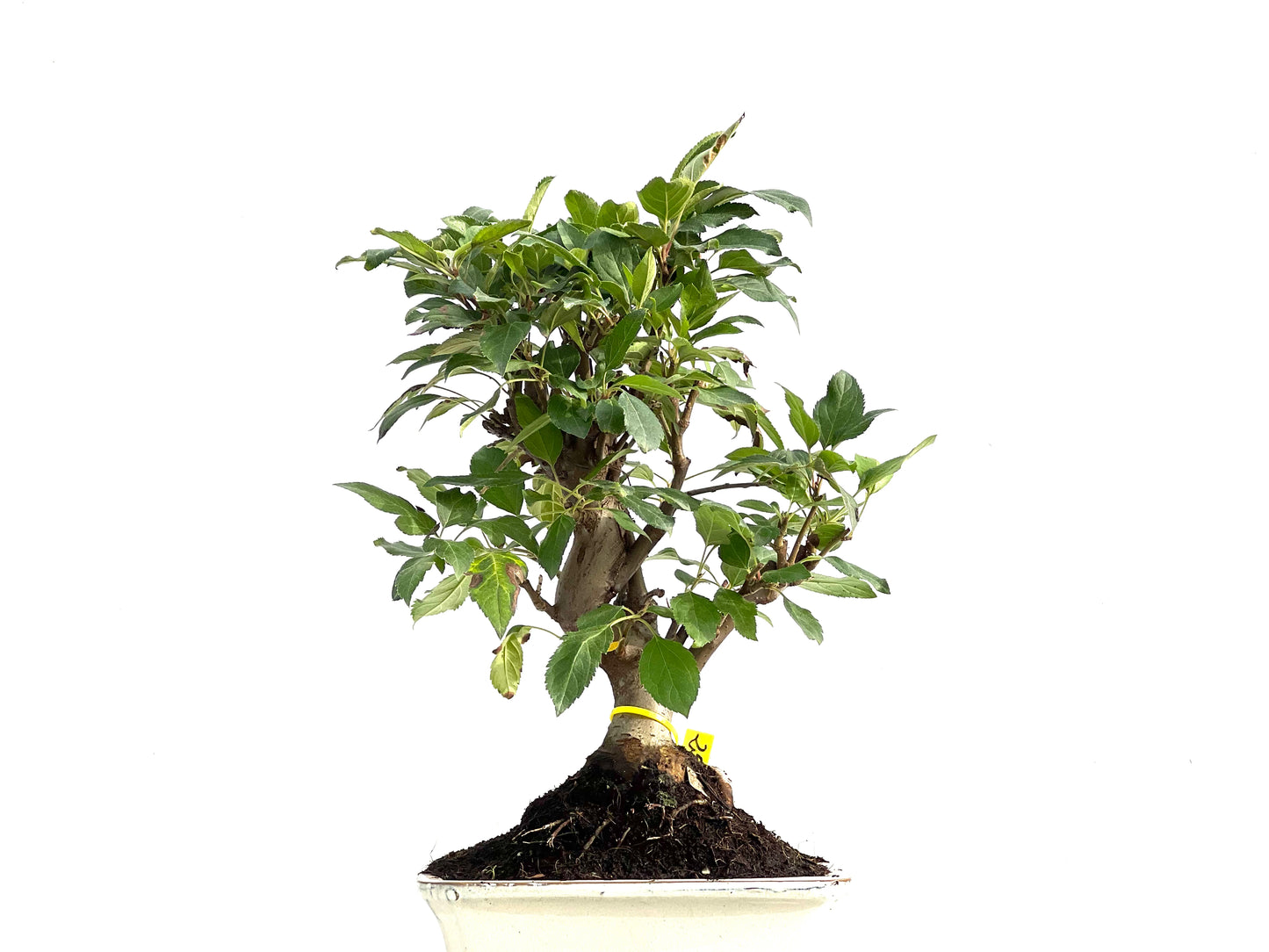 Malus Everest 2885
