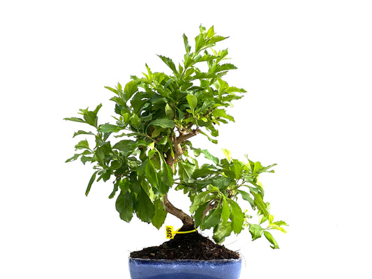 Durantha Repens 2884