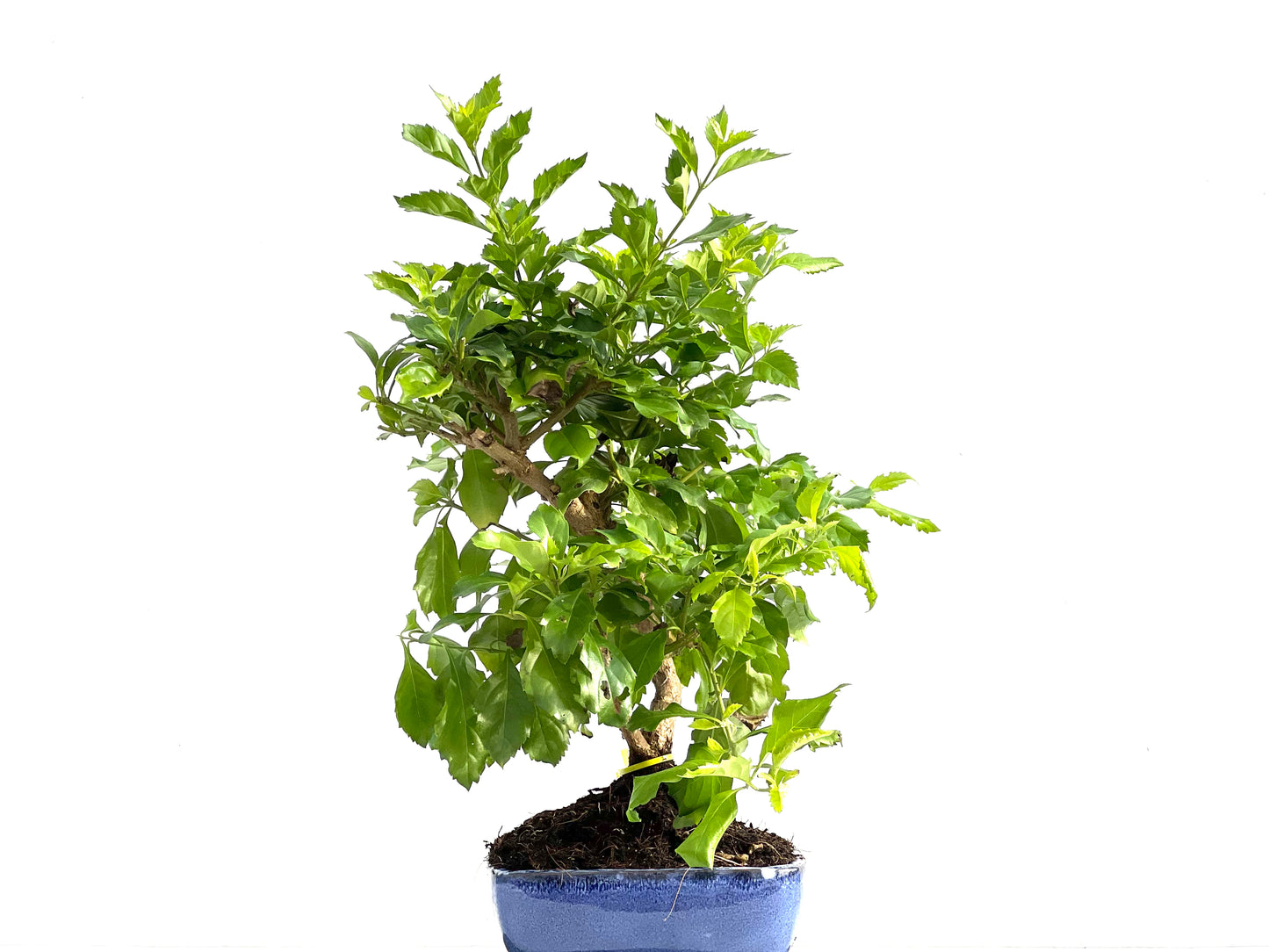 Durantha Repens 2884