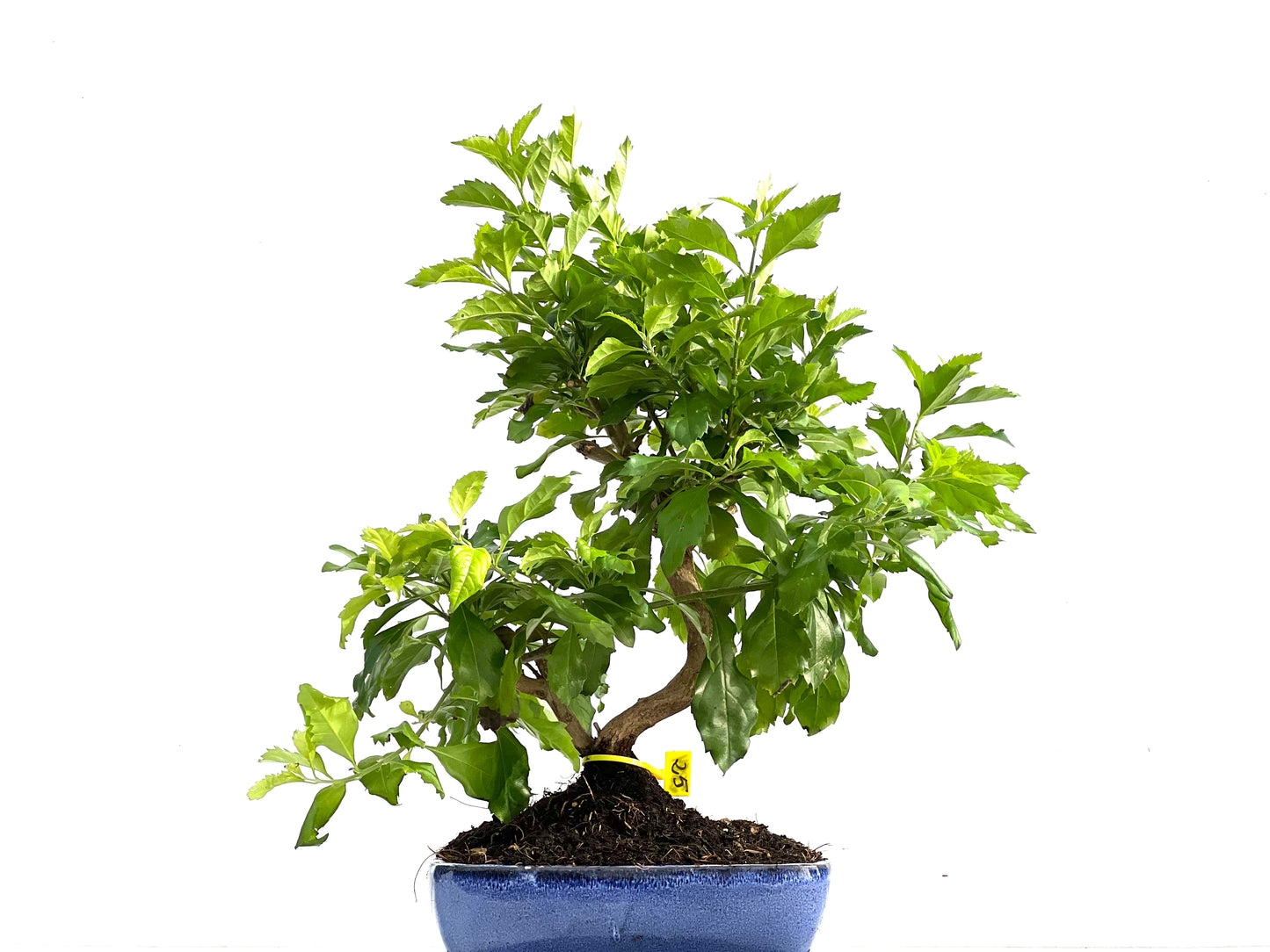 Durantha Repens 2884