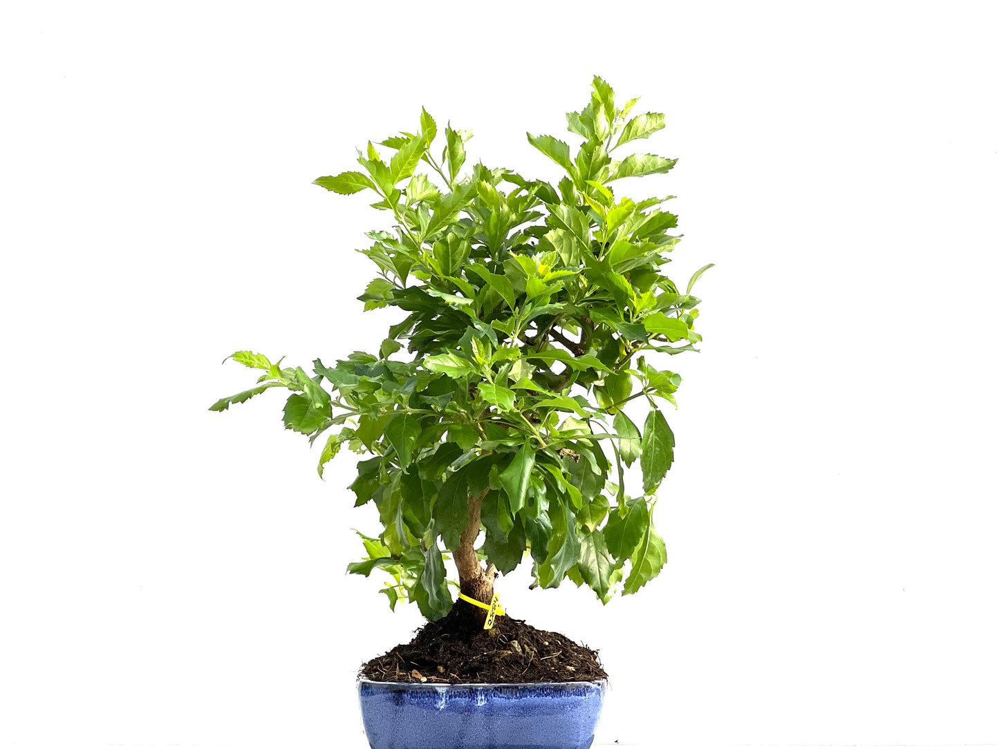 Durantha Repens 2884