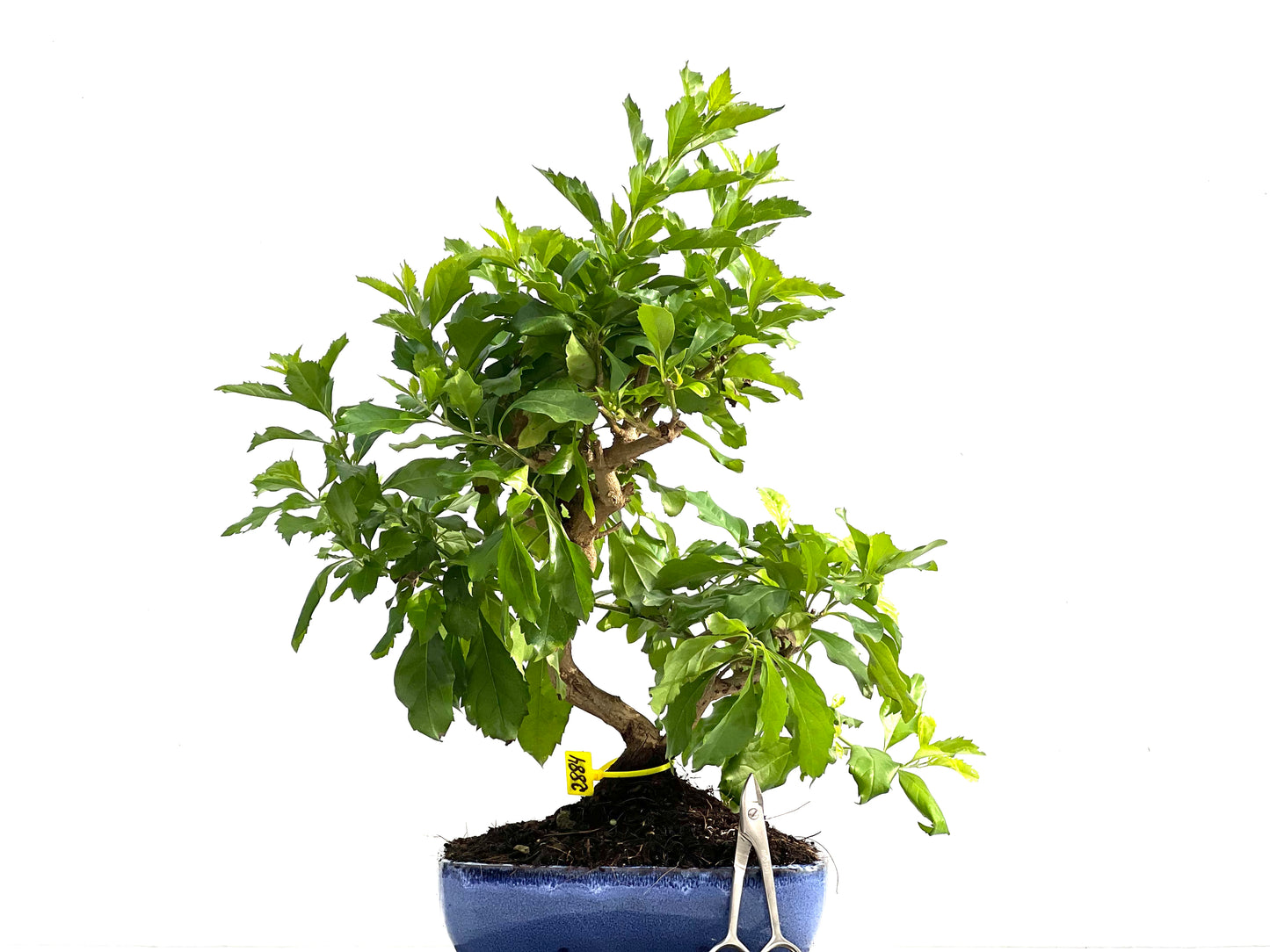 Durantha Repens 2884