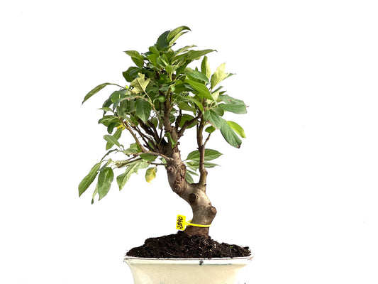 Malus Everest 2890