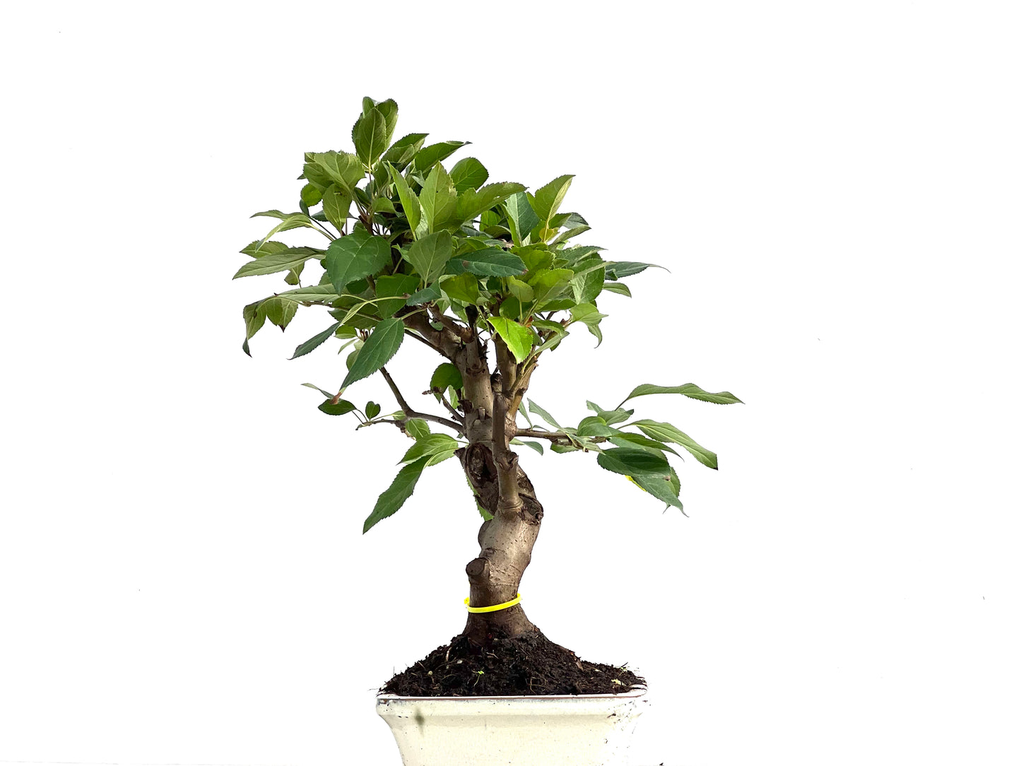 Malus Everest 2890